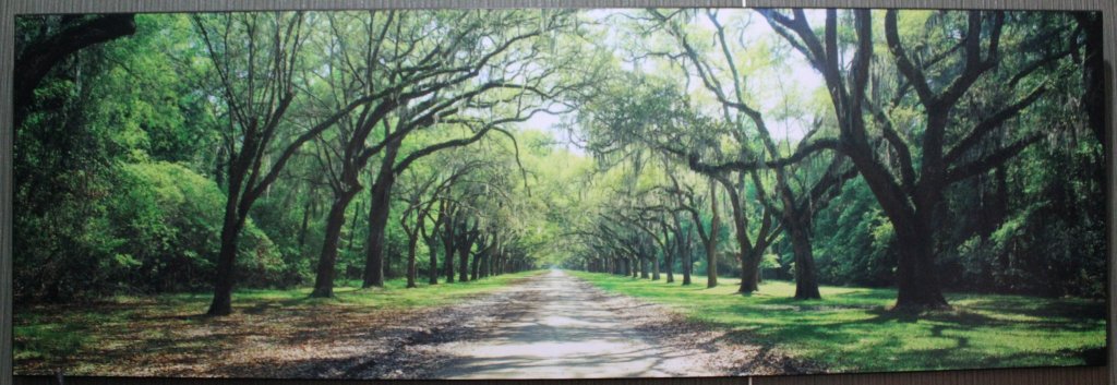 Live Oaks and Spanish Moss Wormsloe State Historic Site Savannah Ga
